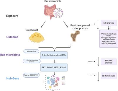 Gut-bone axis research: unveiling the impact of gut microbiota on postmenopausal osteoporosis and osteoclasts through Mendelian randomization